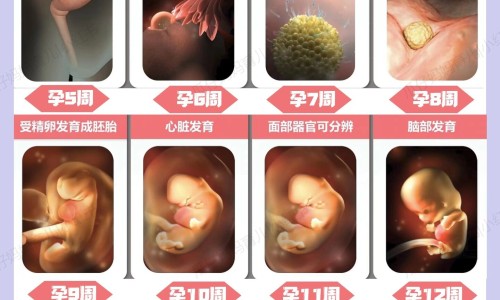 一个月泰迪幼崽有卷吗网 | 小泰迪一个多月好卖吗,泰迪1个月图片